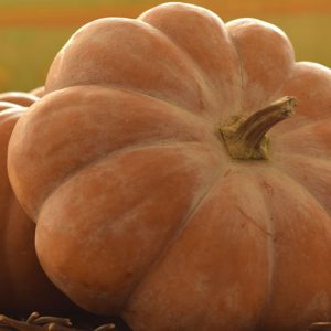 Zucca Provenza