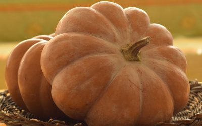 Zucca Provenza