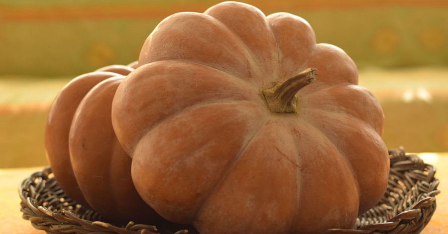 Zucca Provenza